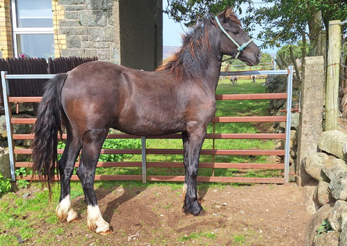 Welsh D gelding