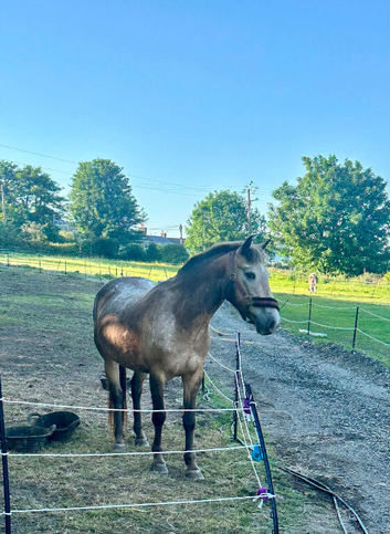 13.2 5year old dun mare - poss in foal