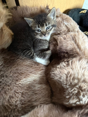 3 beautiful kittens