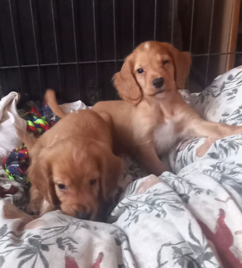 Cocker spaniel puppies