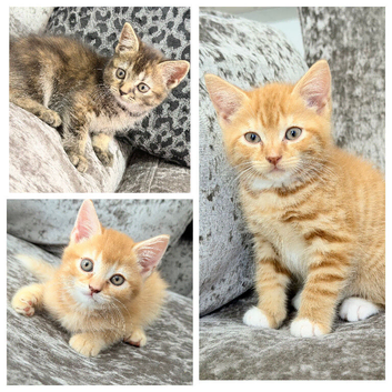 Ready to leave! BRITISH SHORTHAIR X KITTENS