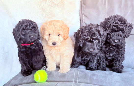 Bordoodle Puppies &ndash;  f1bbb, non moulting and Hypoallergenic