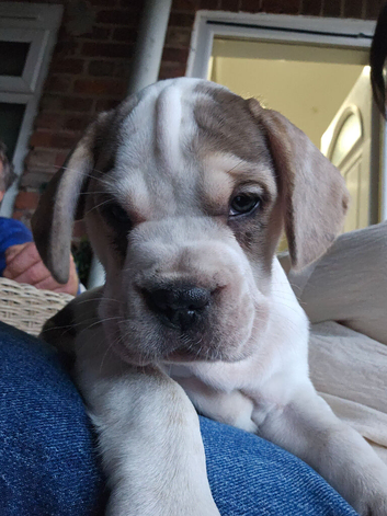 French bulldog x Show cocker spaniel ☆Ready to leave Tomorrow☆