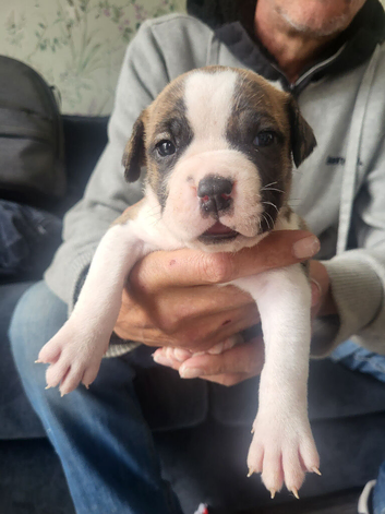 American Bulldog x Cane Corso