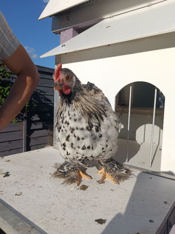 Beautiful colour Pekin boys, Chocolate laced, Silver spangled, columbian,