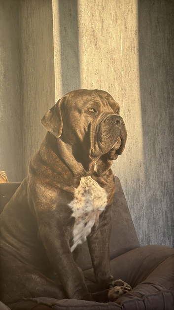Cane corso male