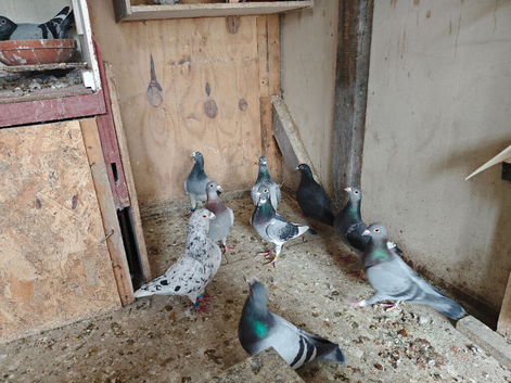 Racing pigeon/rare colours