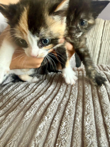 2 female kittens available