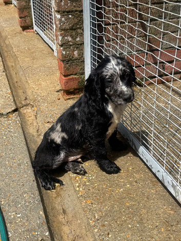 Cocker spaniel pup
