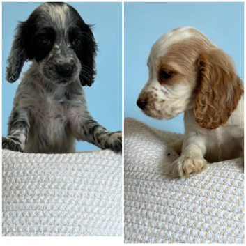 Cockerspaniel puppies