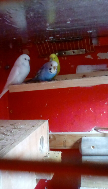 4 x beautiful budgies