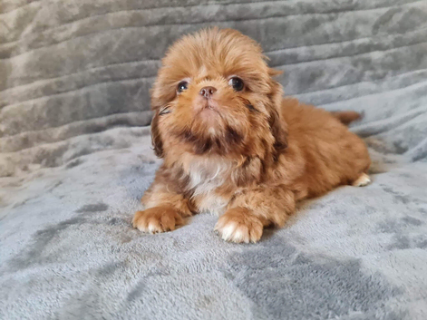 Kc registered Shih tzu  puppies