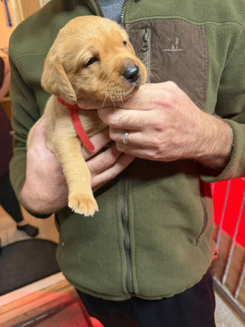 Labrador puppies