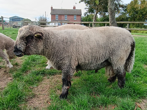 Pedigree Coloured Ryeland Tup