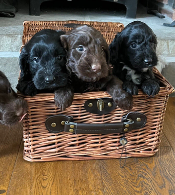 7 beautiful F1 cockapoo puppies
