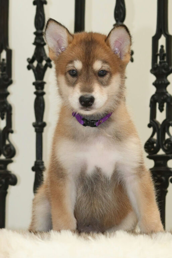 Timber Dog puppies - Fully vaccinated & ready to leave
