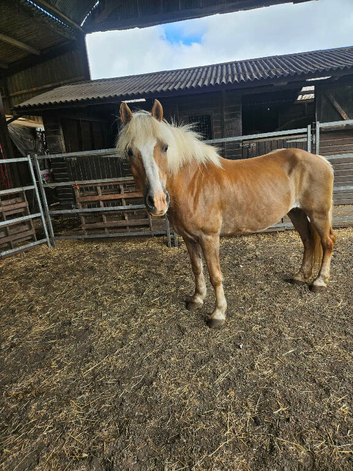 Registered pedigree Austrian bred Haflinger mare