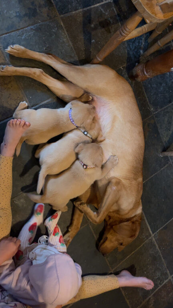 Kc reg fox red labs