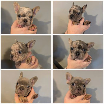 Gorgeous French bulldogs
