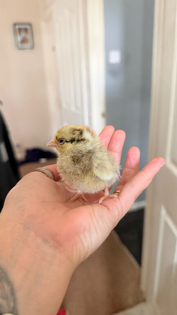 Serama chicks