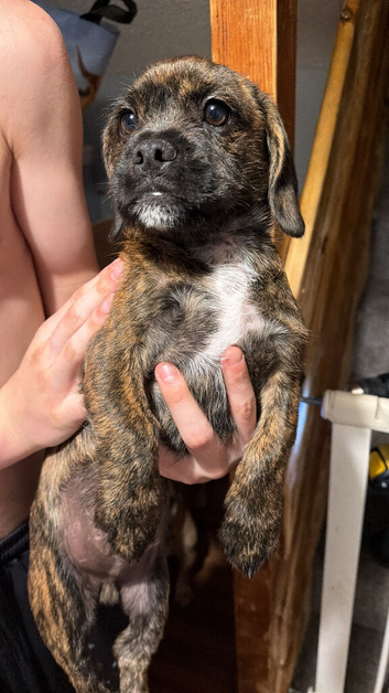 Little patch