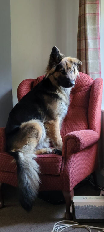 Wanted gsd stud dog