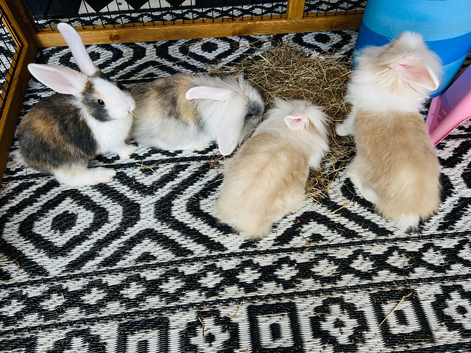 Gourgous bunnies looking for new home