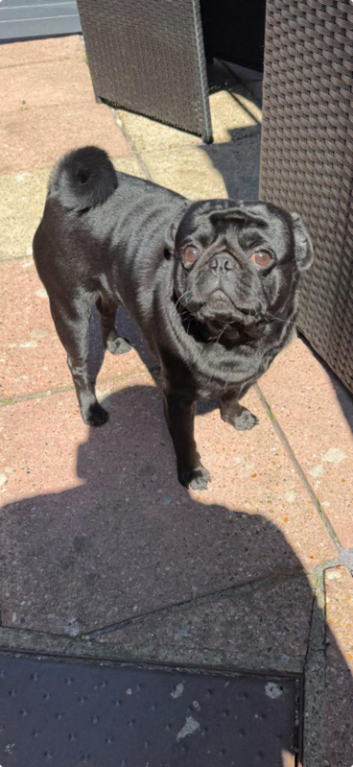 Meet Mylo