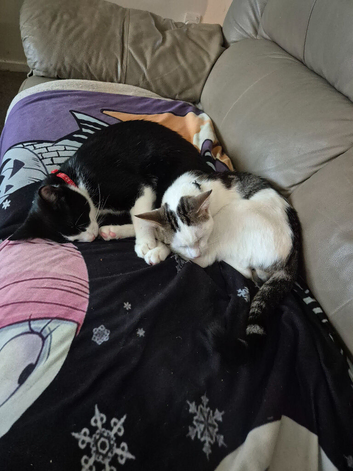 A pair of brothers