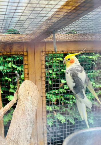 Male Pied Cockatiel