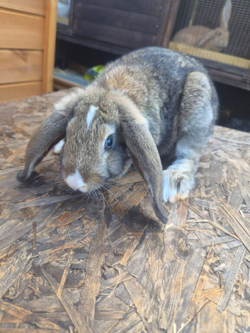 Lop eared and Mini Rex bunnies