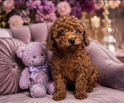 Asian Poodle Girl Puppy