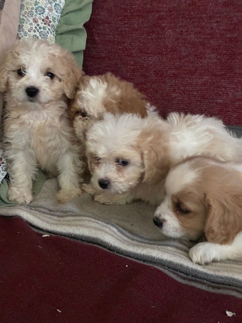 Cavachon Puppies