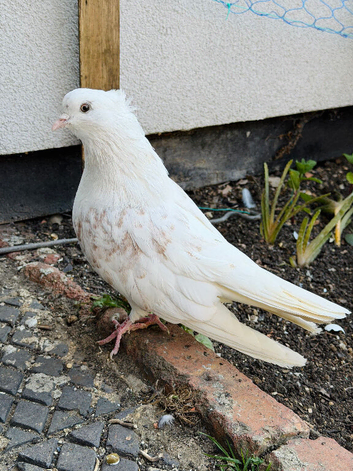 Iranian male