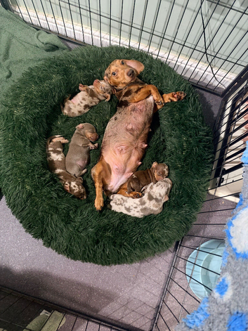 miniture dachshunds last 3 girls