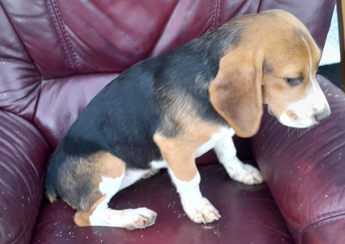 Young Beagle for Sale in Northern Ireland