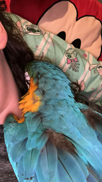 Blue & Gold 9 months old