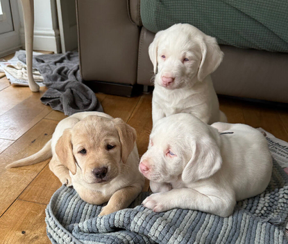 Gorgeous golden Labrador springerdor pups