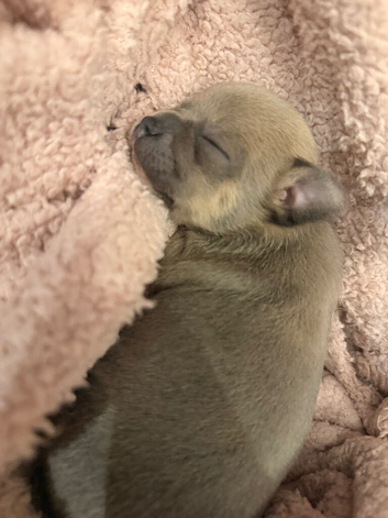 Chuiahahaha puppies