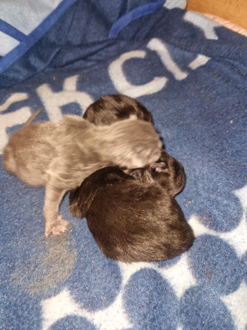 Kittens for sale