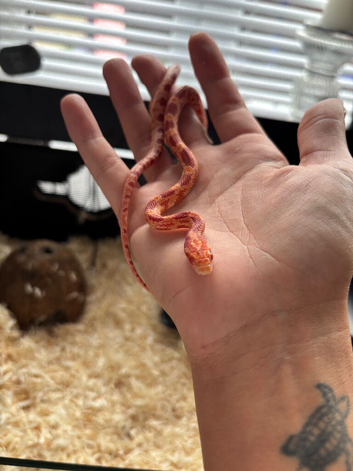 Baby cornsnake