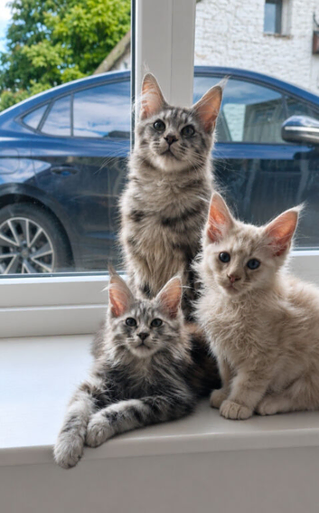 MAINE COON KITTENS