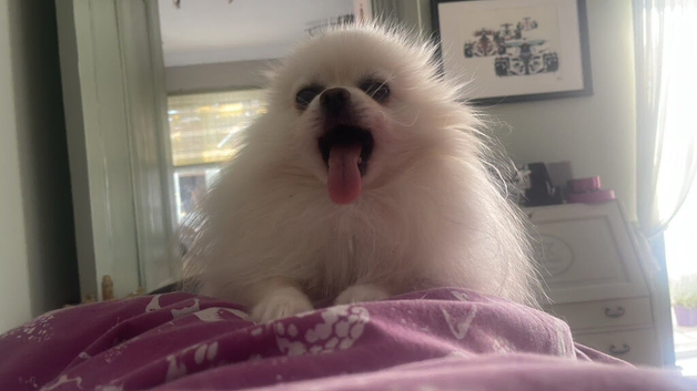 Beautiful tiny 4yo pedigree Pomeranian boy available