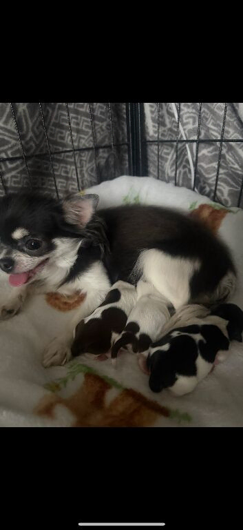 Beautiful tiny chihuahua