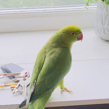 Stunning young Indian ringnick parrot