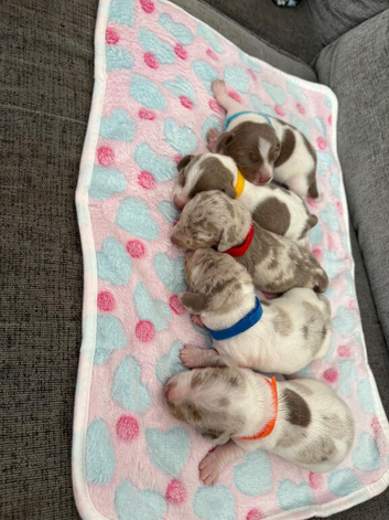 Dachshund puppies