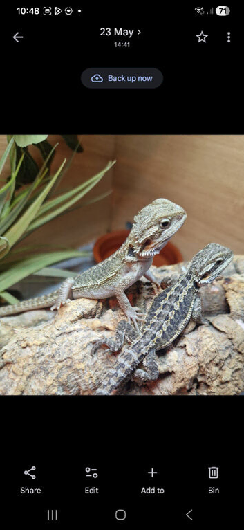 Bearded Dragons