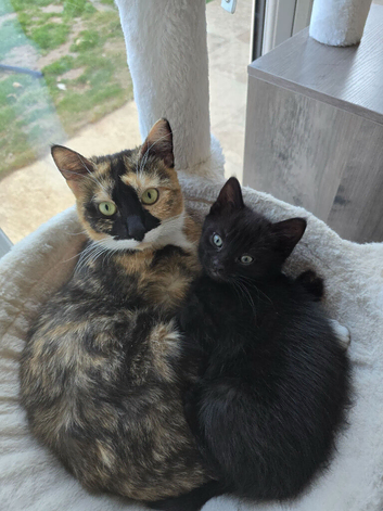 Black female kitten