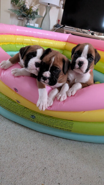 3 of the most handsome boxer boys KCd