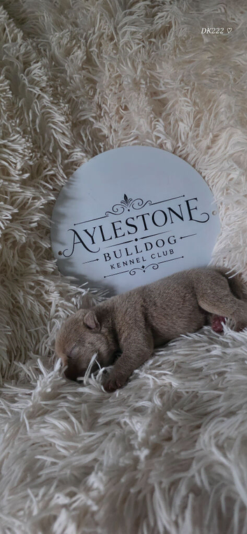 Stunning Litter of Old Tyme (Aylestone) Bulldogs